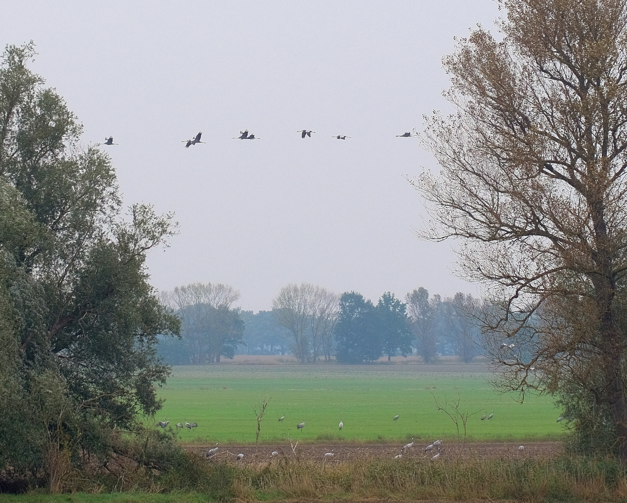 ~Rege Betriebsamkeit im Havelland~