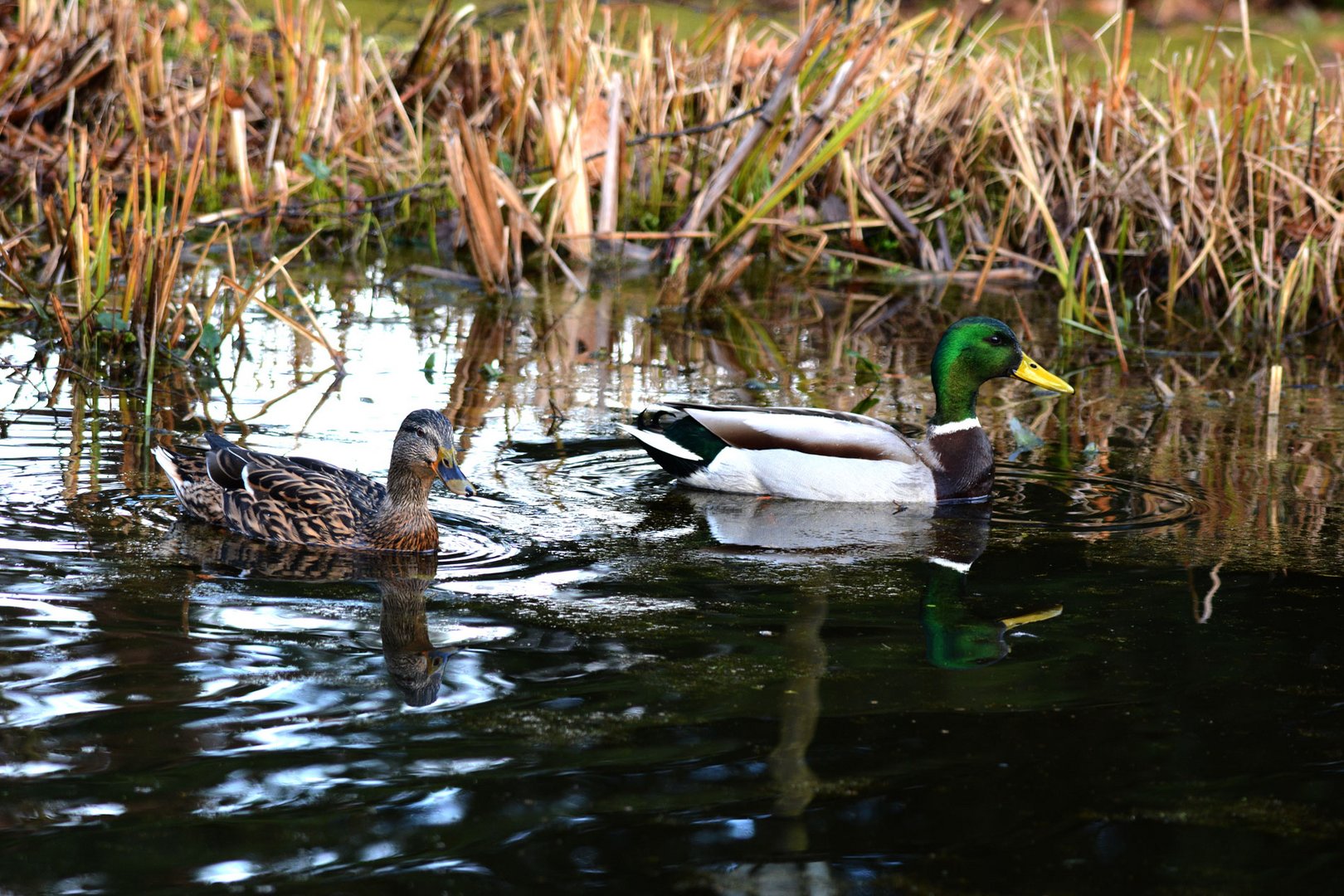 Regelmäßig besucht dieses Stockentenpaar meinen Gartenteich