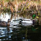 Regelmäßig besucht dieses Stockentenpaar meinen Gartenteich