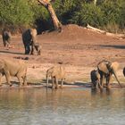 Regelmäßig kommen Elefanten zum Chobe
