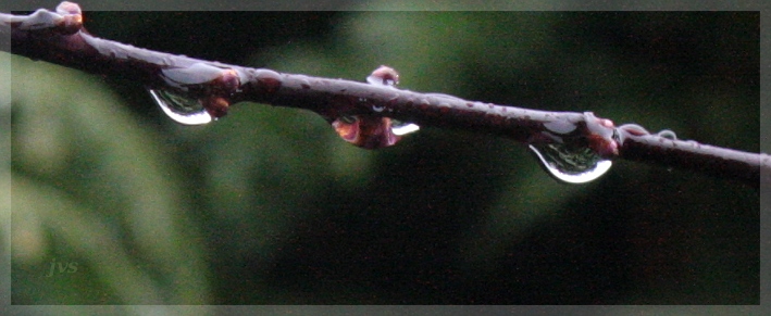 Regen am Ast