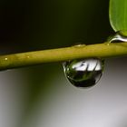 Regen am Bambus