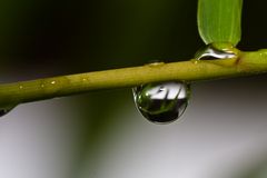 Regen am Bambus