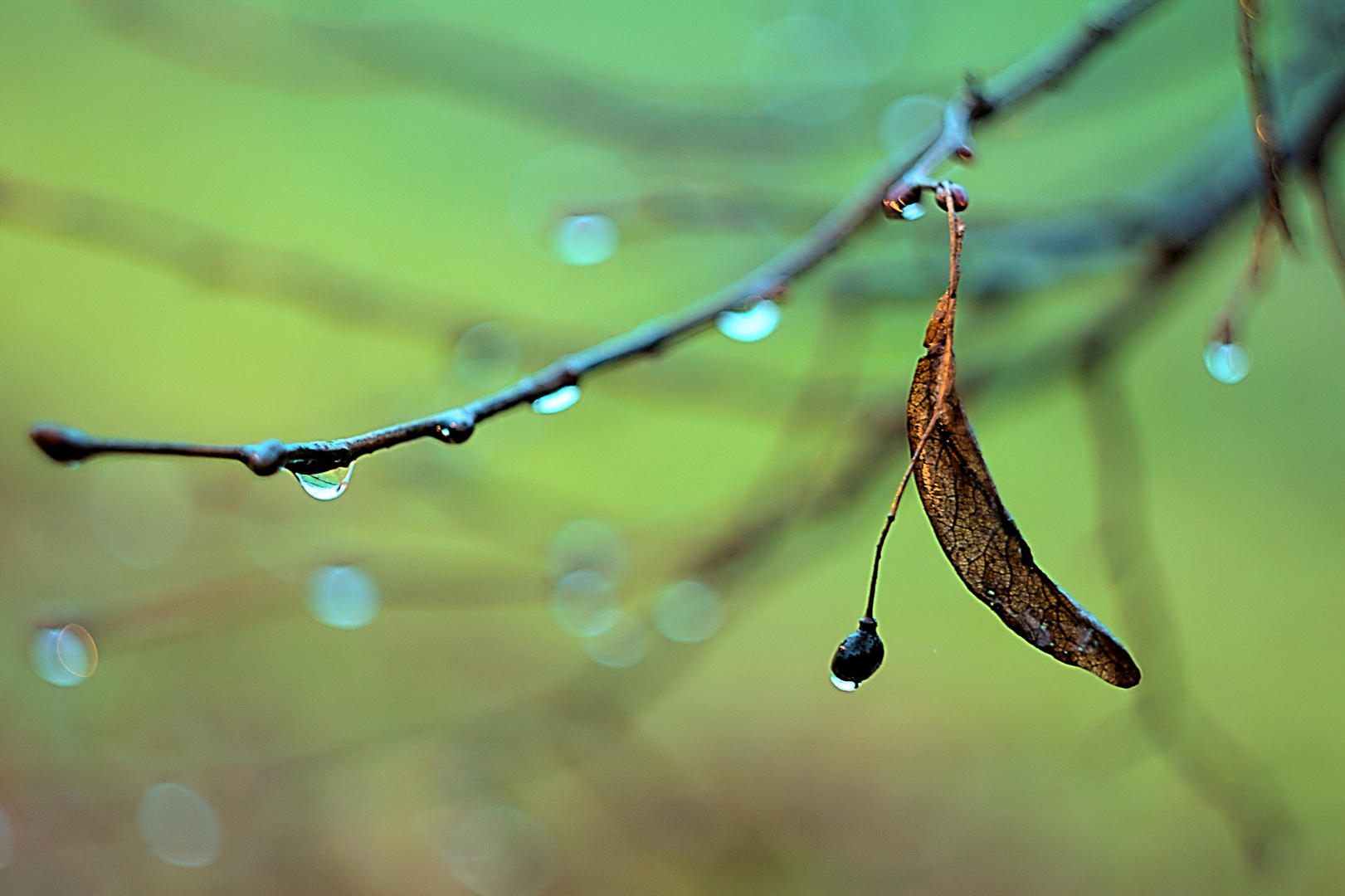 Regen Am Morgen Foto Bild Natur Herbst Blatt Bilder Auf