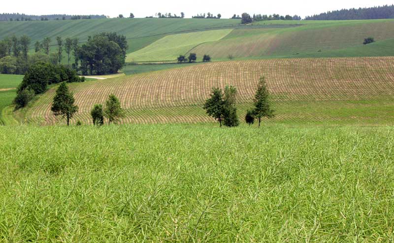 Regen am Rande des Bayerischen Waldes