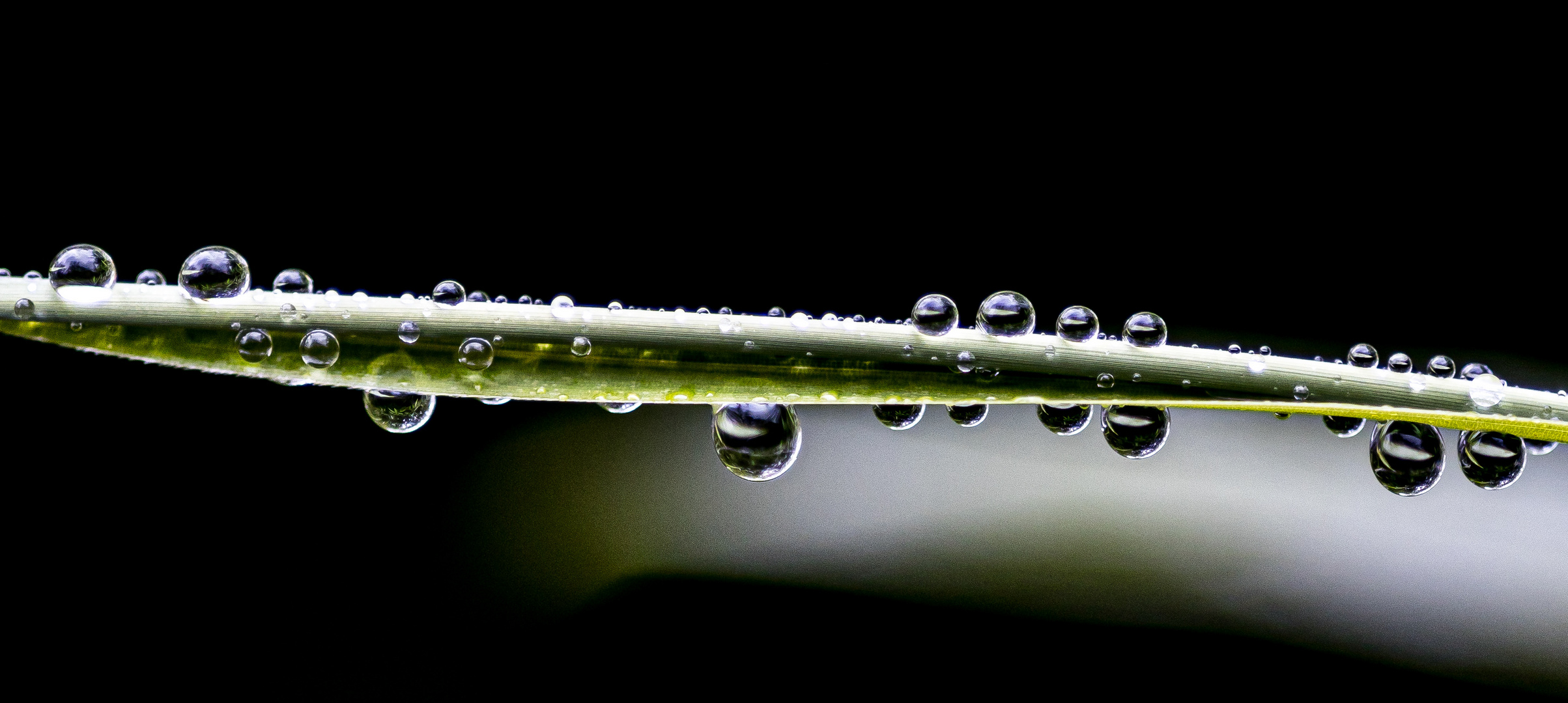 Regen auf Bambus