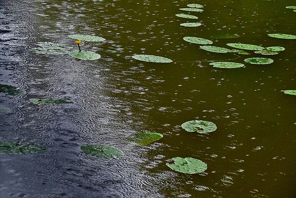Regenfotos Bilder & Fotos