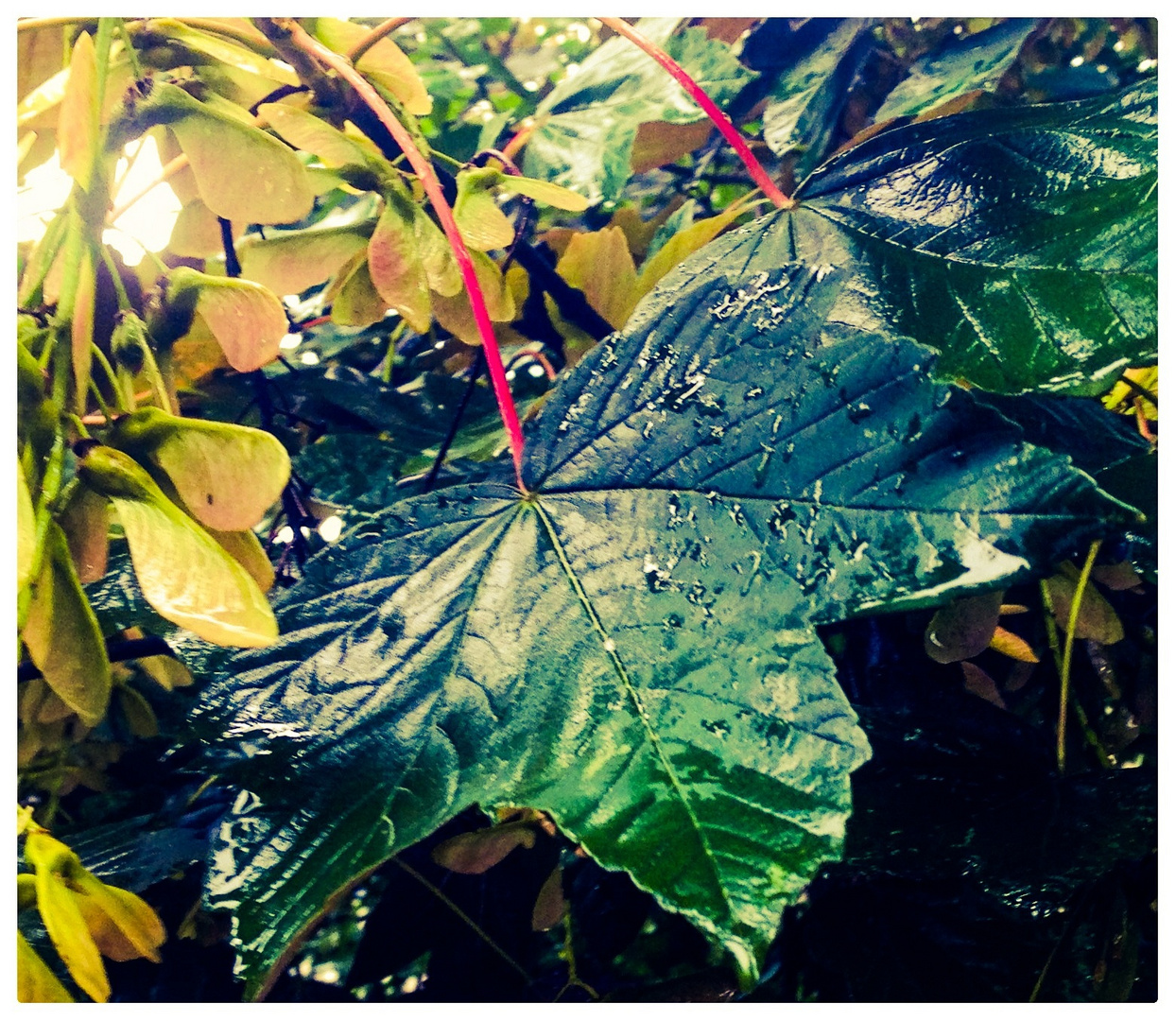 Regen auf den Blättern