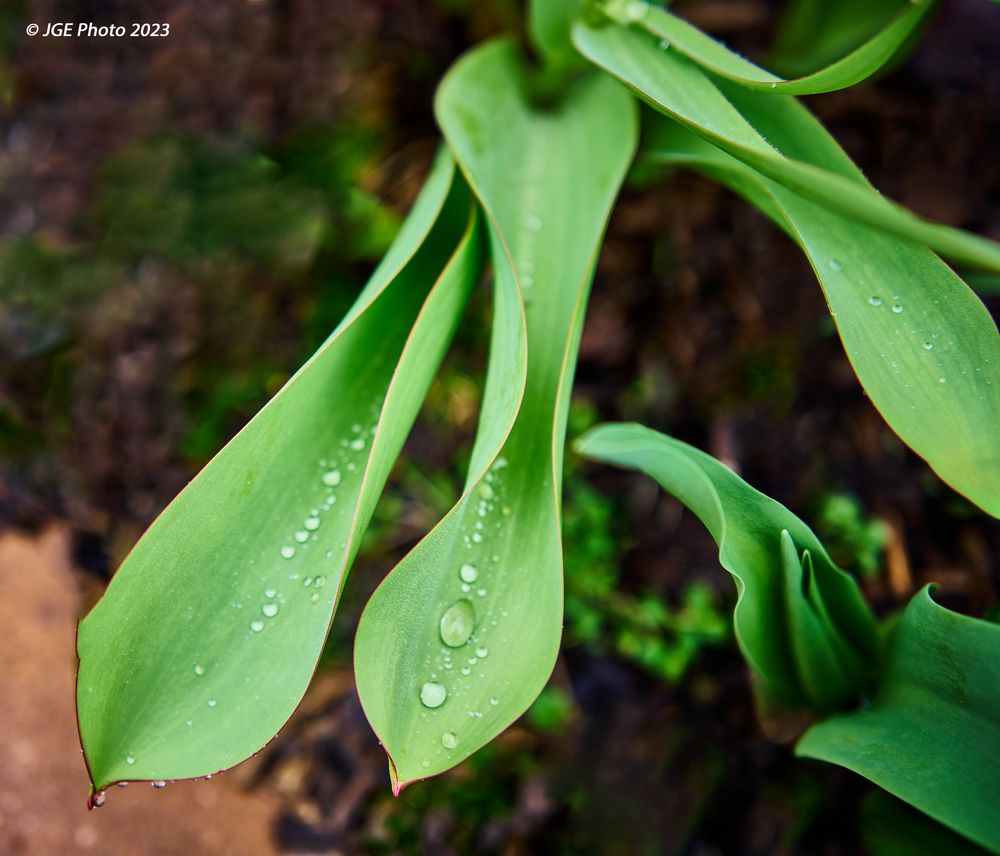 Regen auf den Tulpenblättern