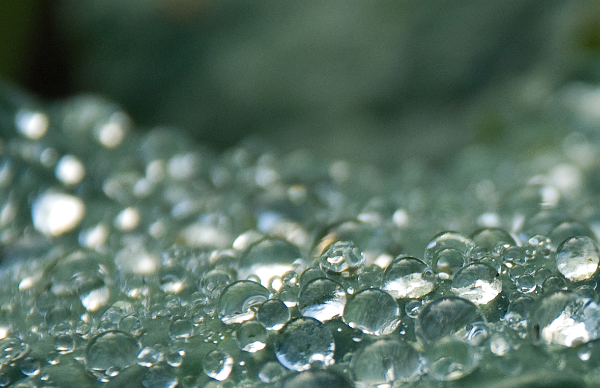 Regen auf Gemüse