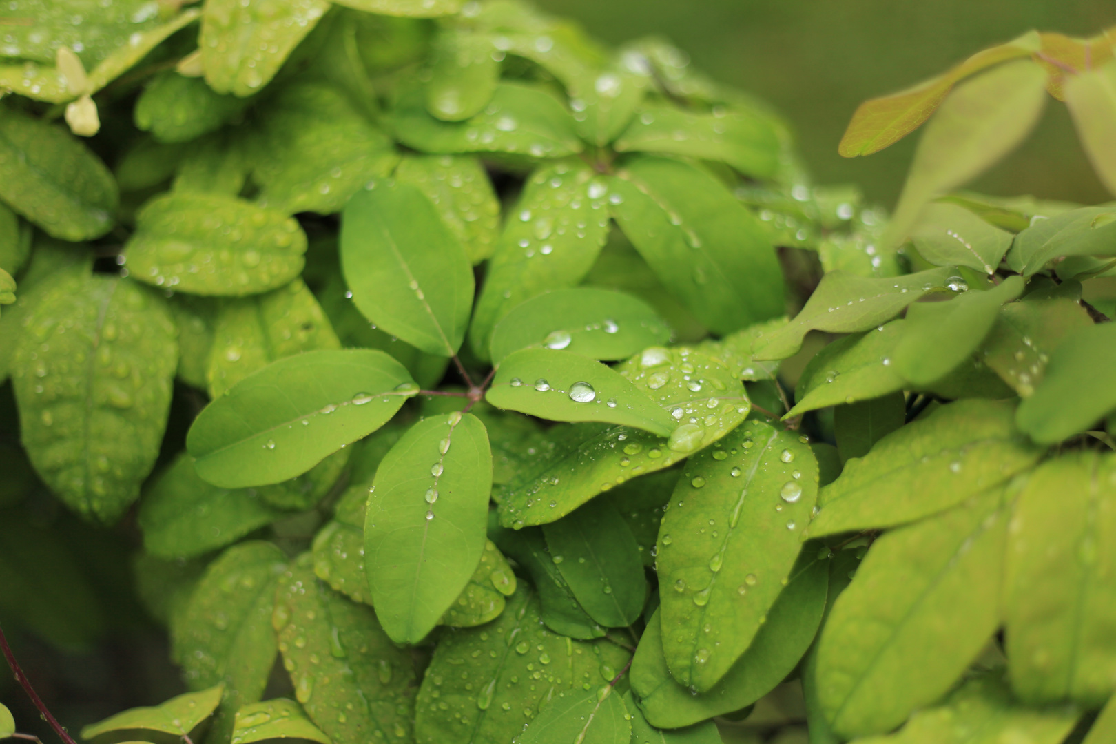 Regen auf Grün