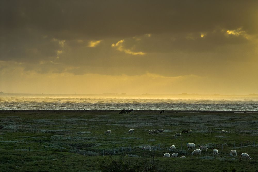 Regen auf Hallig Gröde