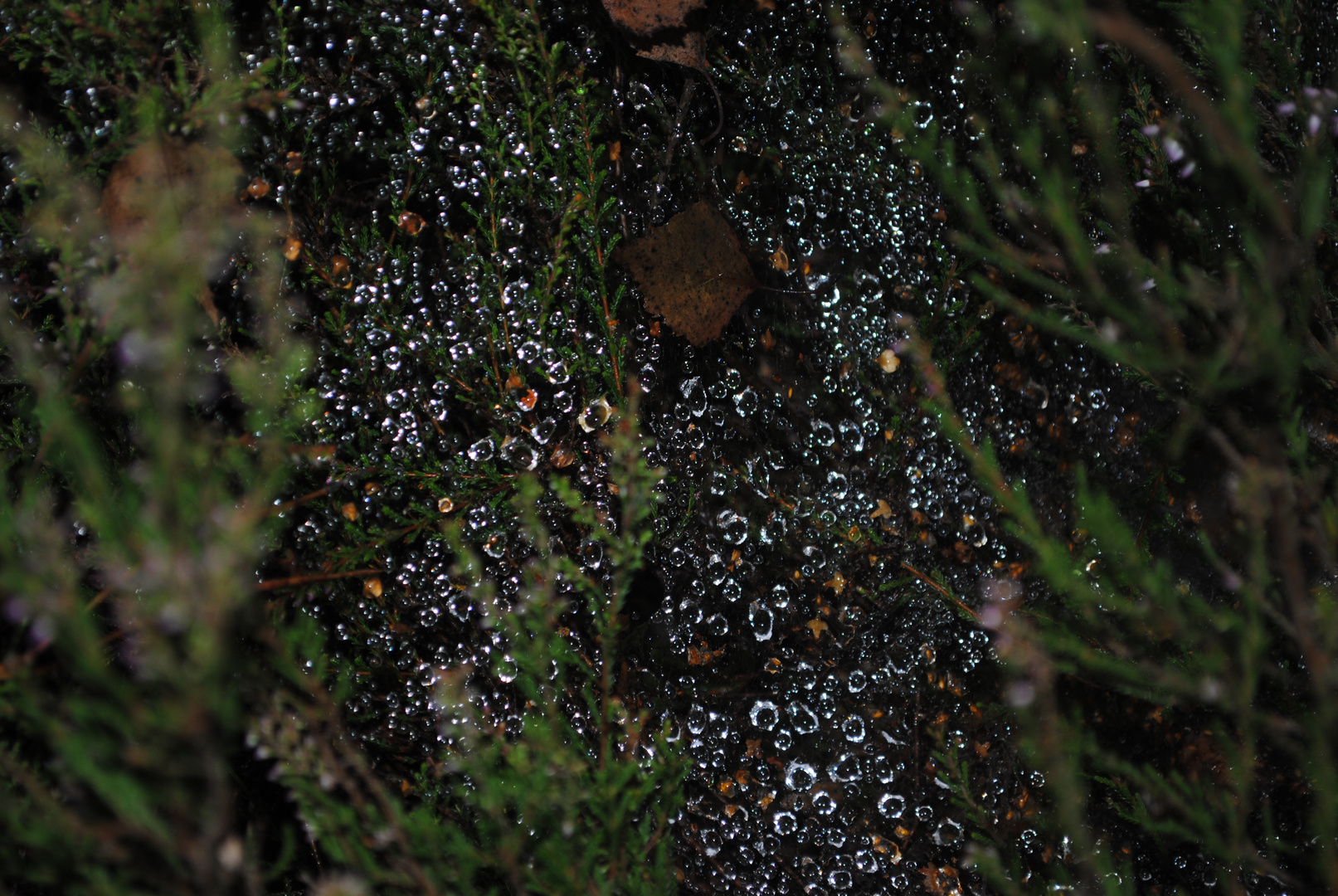 Regen auf  Heide