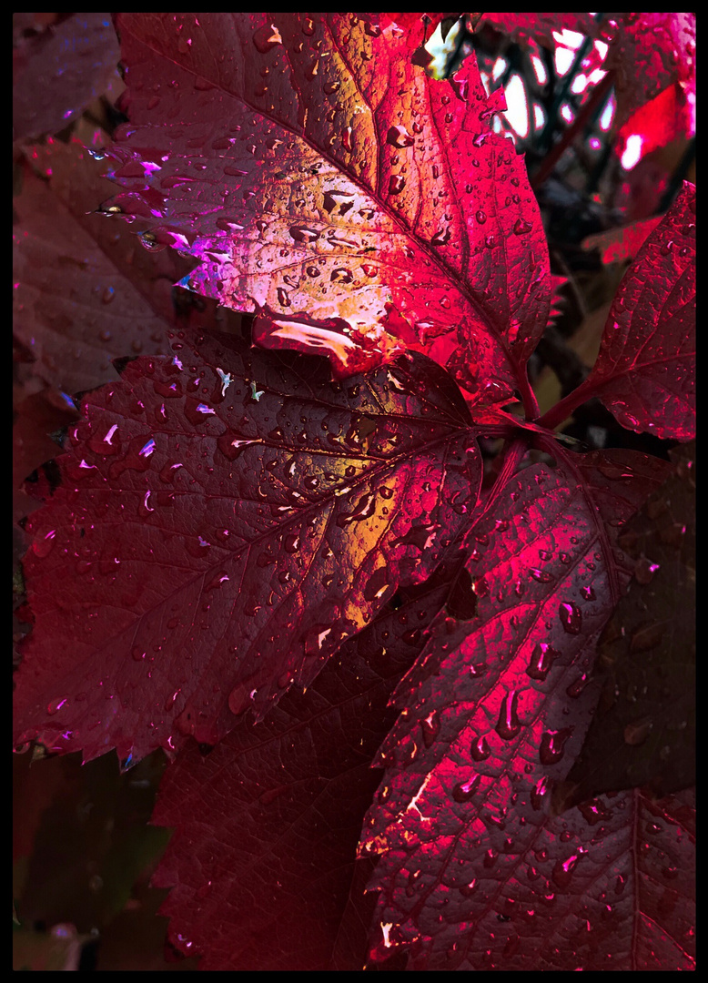 Regen auf Herbstblättern