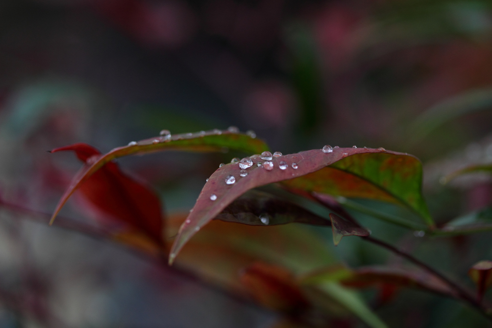 Regen auf Himmels-Bambus