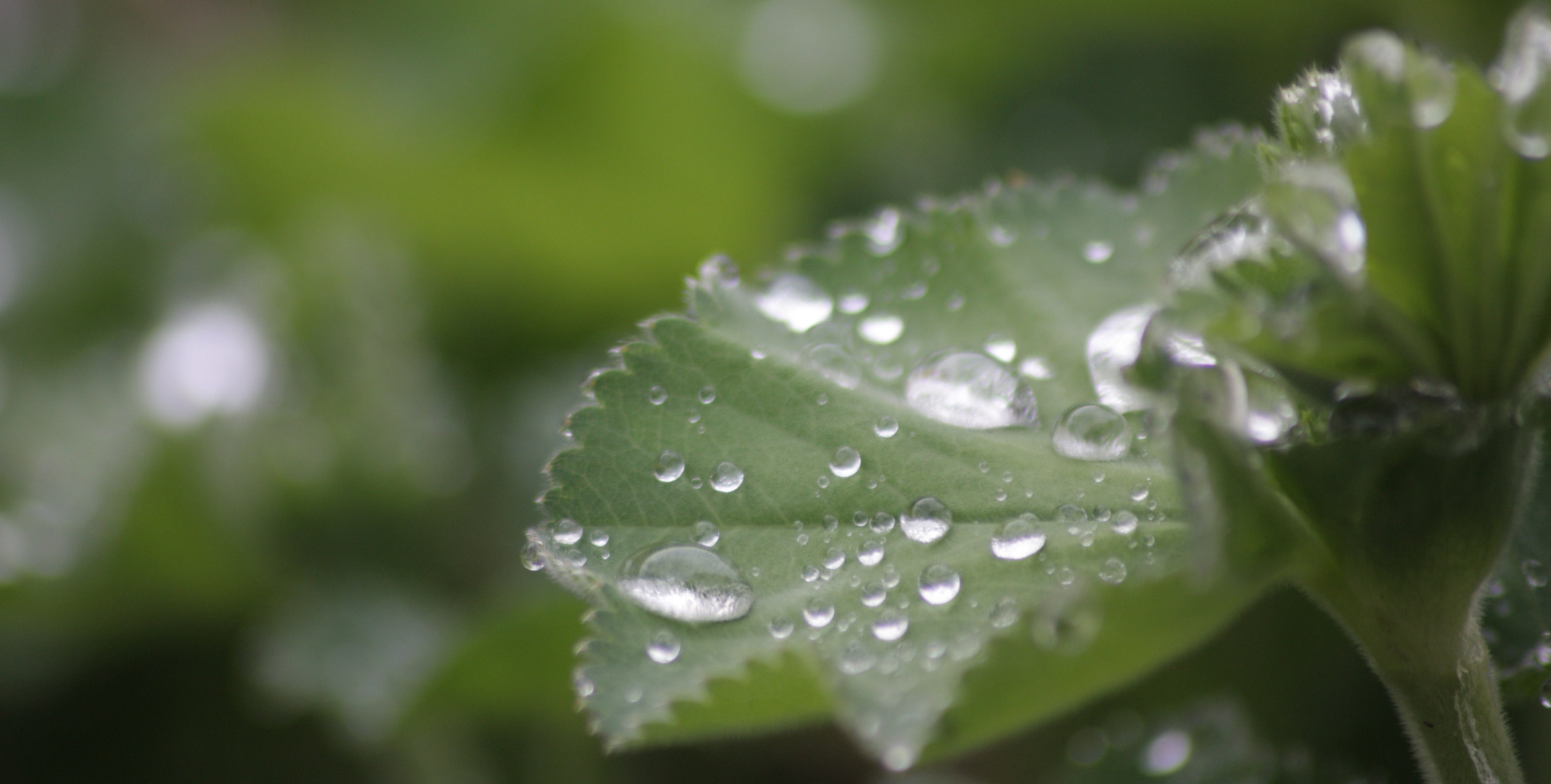 Regen auf interessanter Pflanze