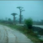 Regen bei der Baobab-Allee