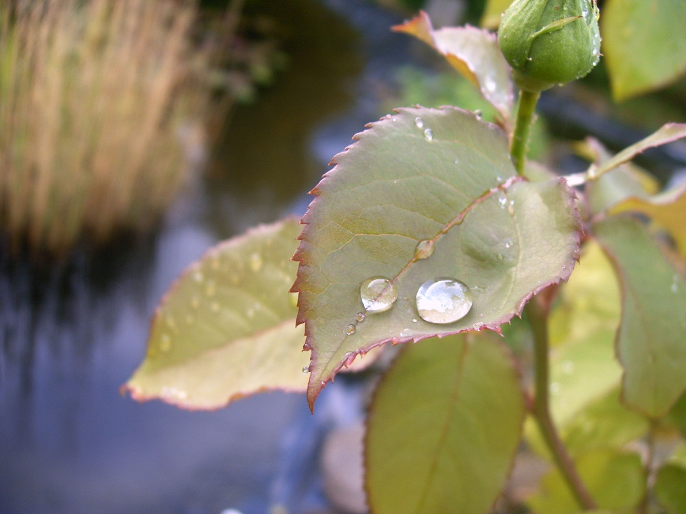 Regen-Blatt