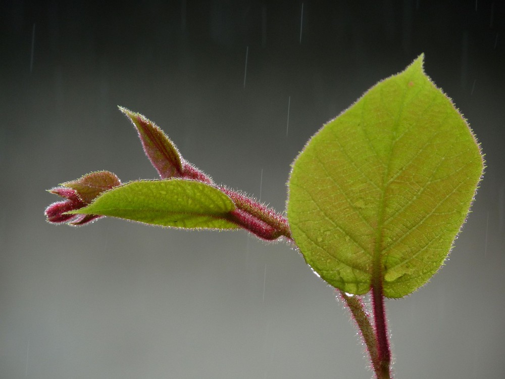 Regen bringt Segen