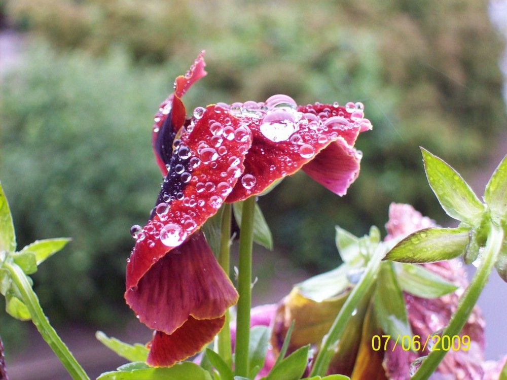 Regen bringt Segen