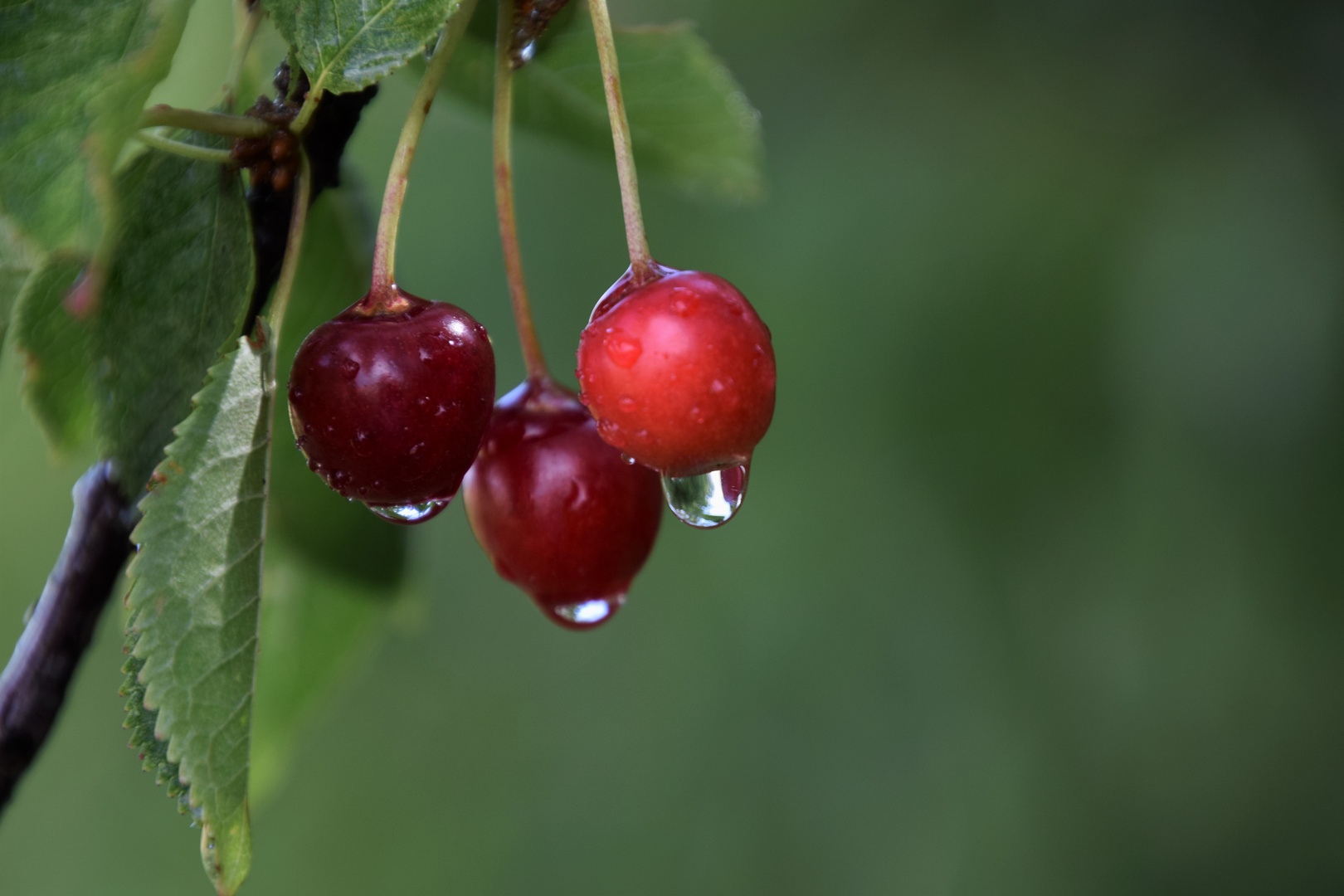 Regen bringt Segen .......