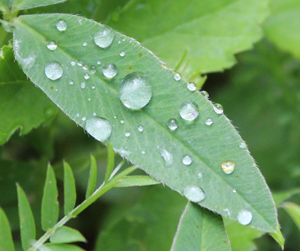 Regen bringt Segen