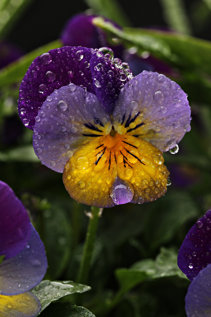 Regen bringt Segen