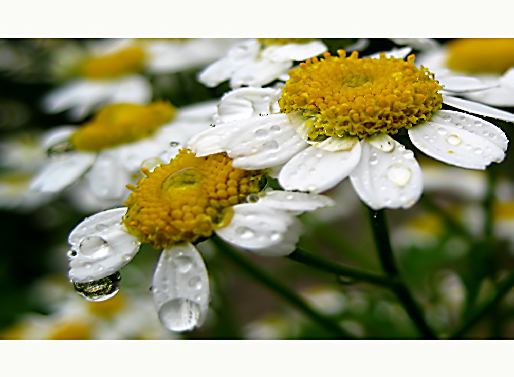 Regen bringt Segen