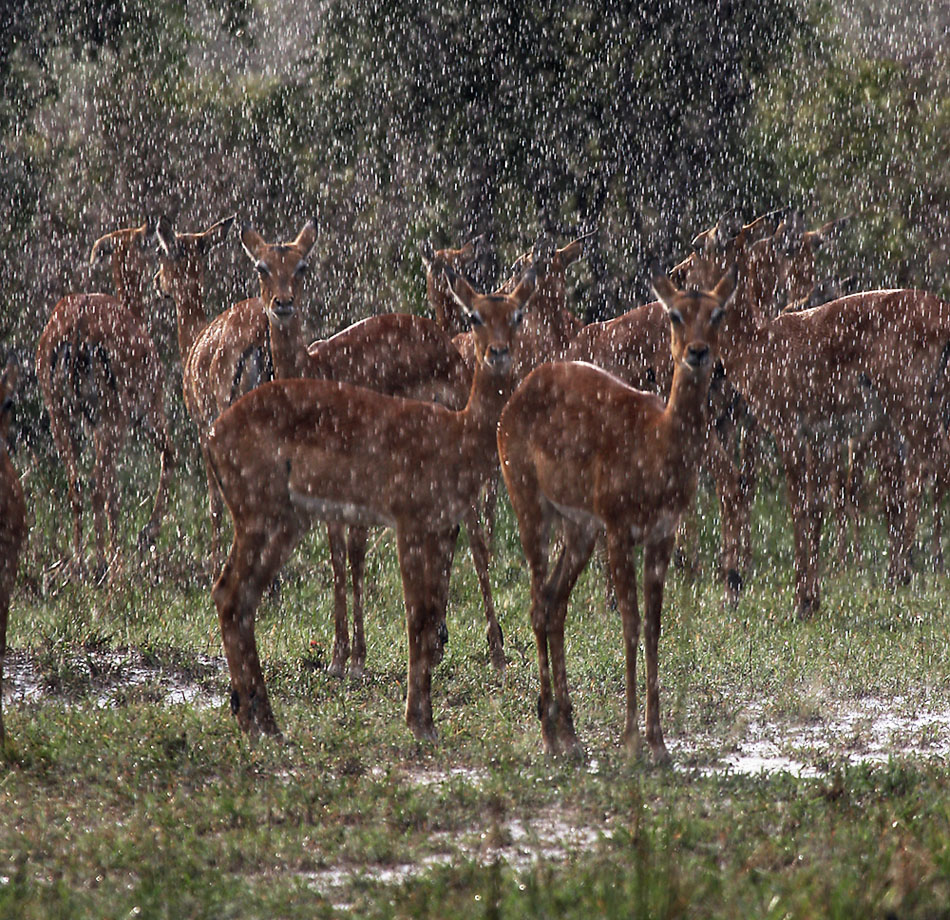 :: regen ::