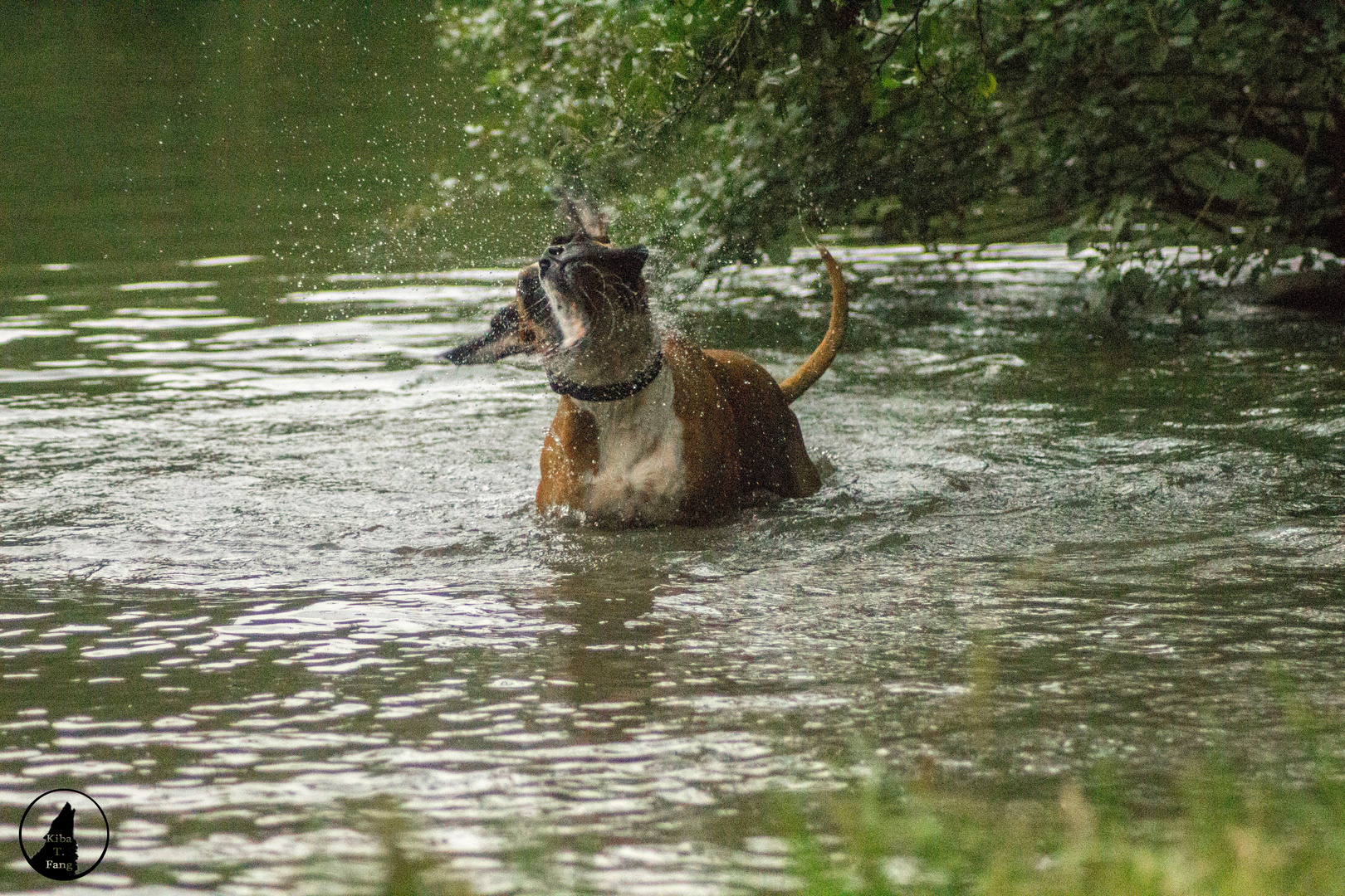 Regen? Das stört doch einen echten Boxer nicht