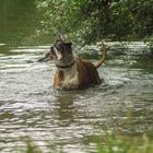 Regen? Das stört doch einen echten Boxer nicht