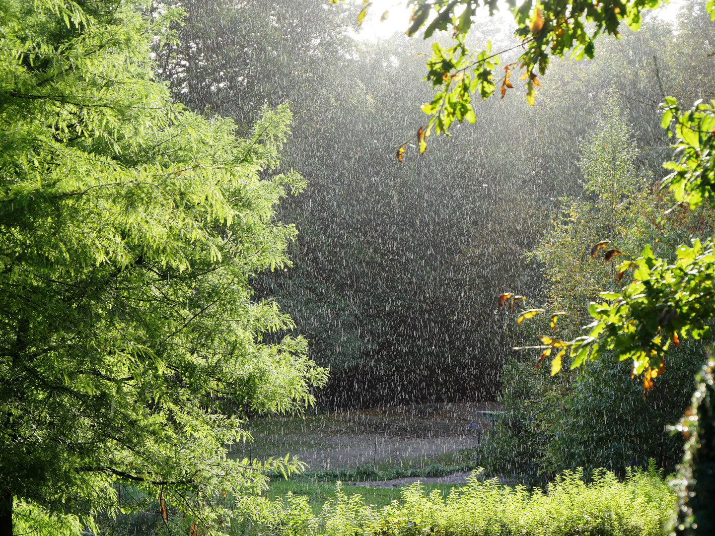  Regen  Foto Bild  regen  natur himmel universum 