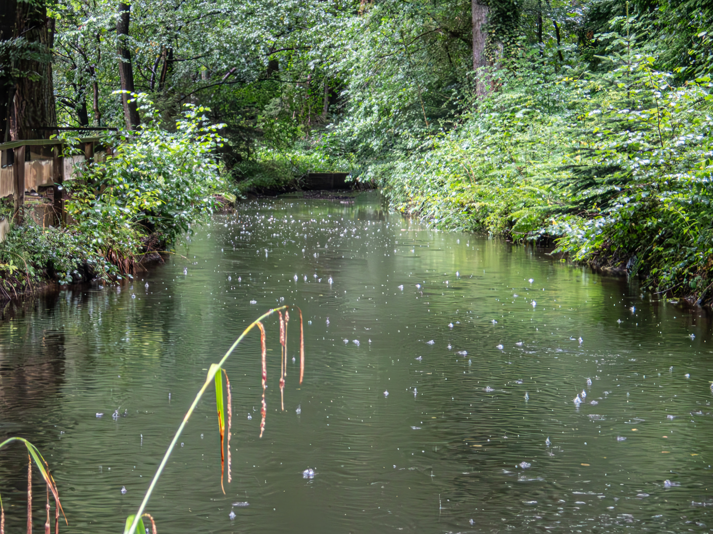 Regen fällt auf dem Teich