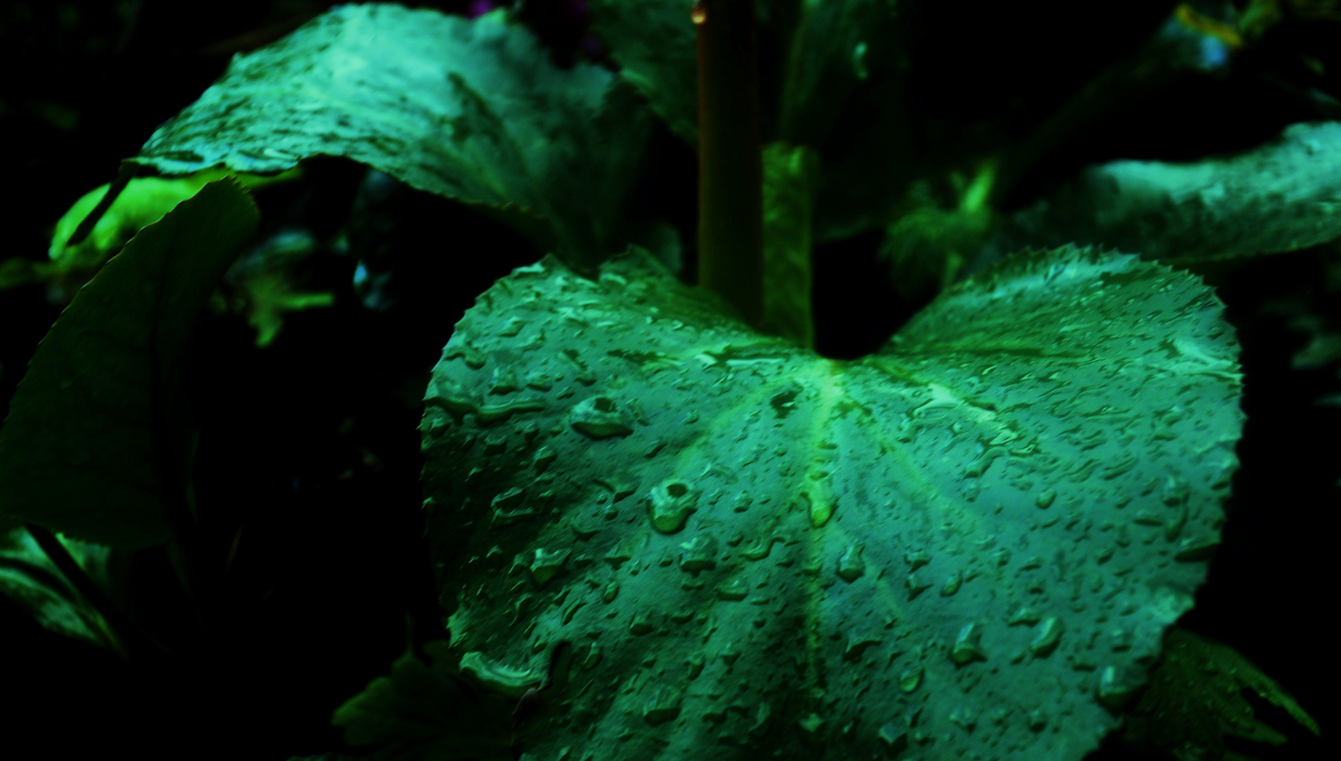 Regen fällt auf die Blätter