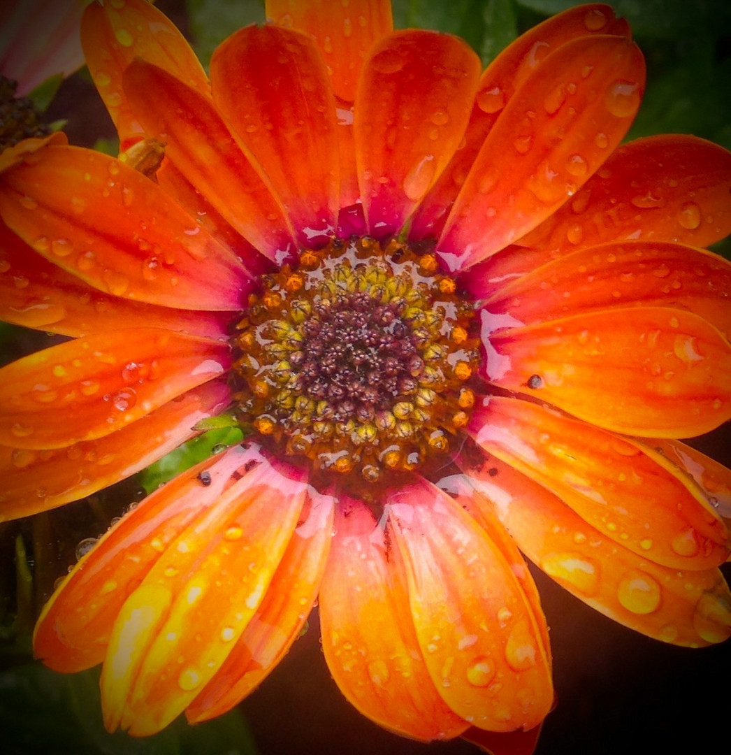 Regen fällt in die Blüte