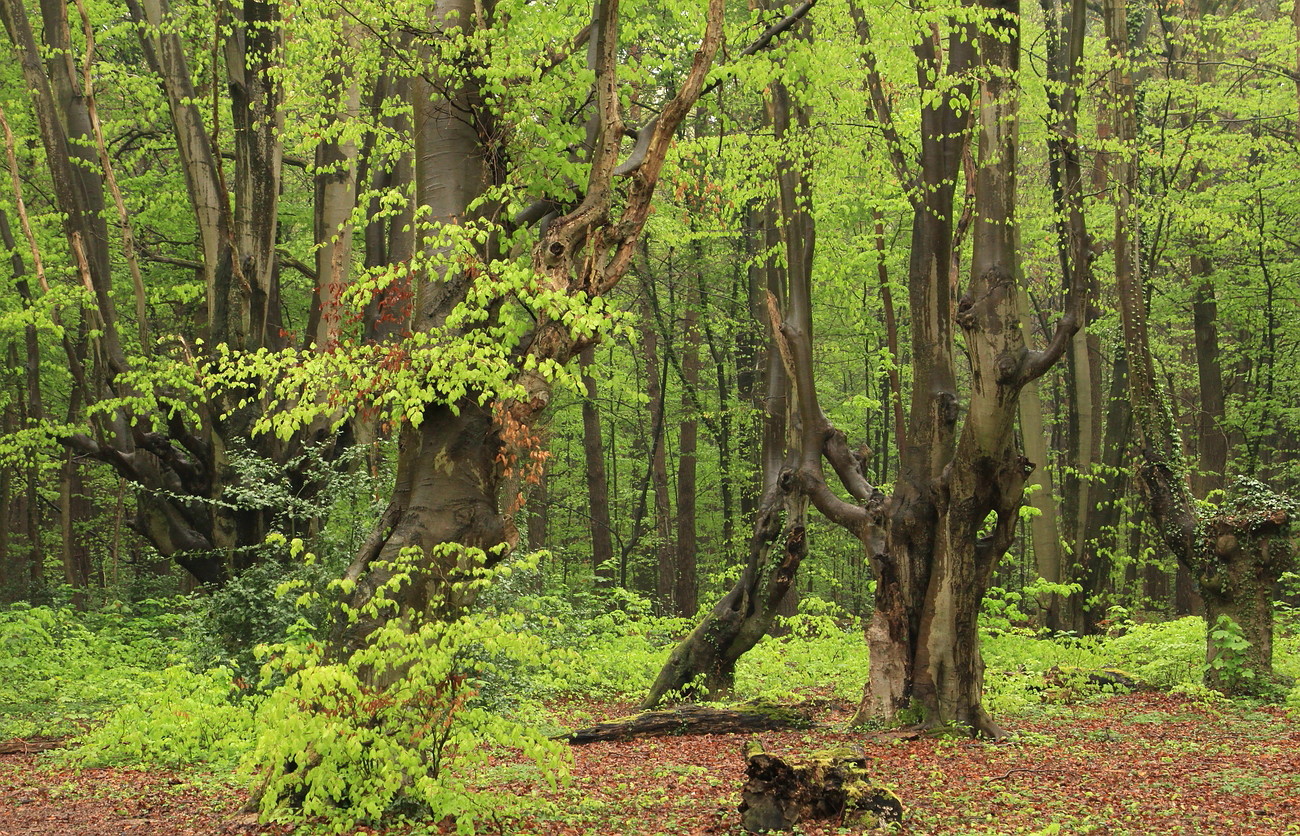 Regen-Frühling bei den Gespenstern!