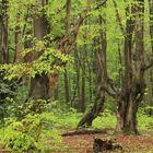 Regen-Frühling bei den Gespenstern!