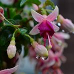 Regen - Fuchsia