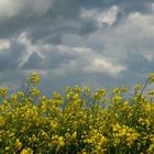 Regen für den Raps