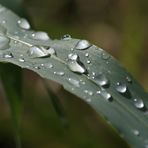 Regen für die Landwirtschaft...