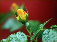 Regen für die Schönheit