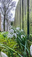 „Regen“-glöckchen