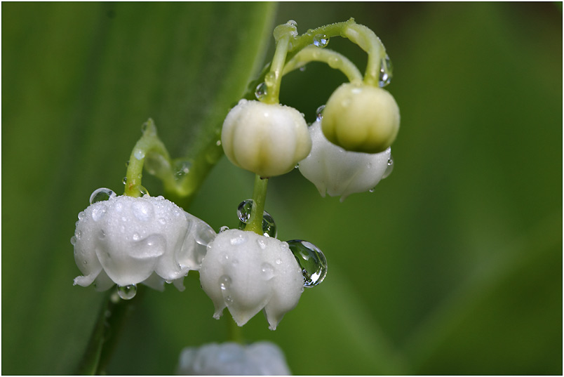 "Regen-Glöckchen"