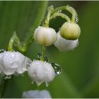 "Regen-Glöckchen"