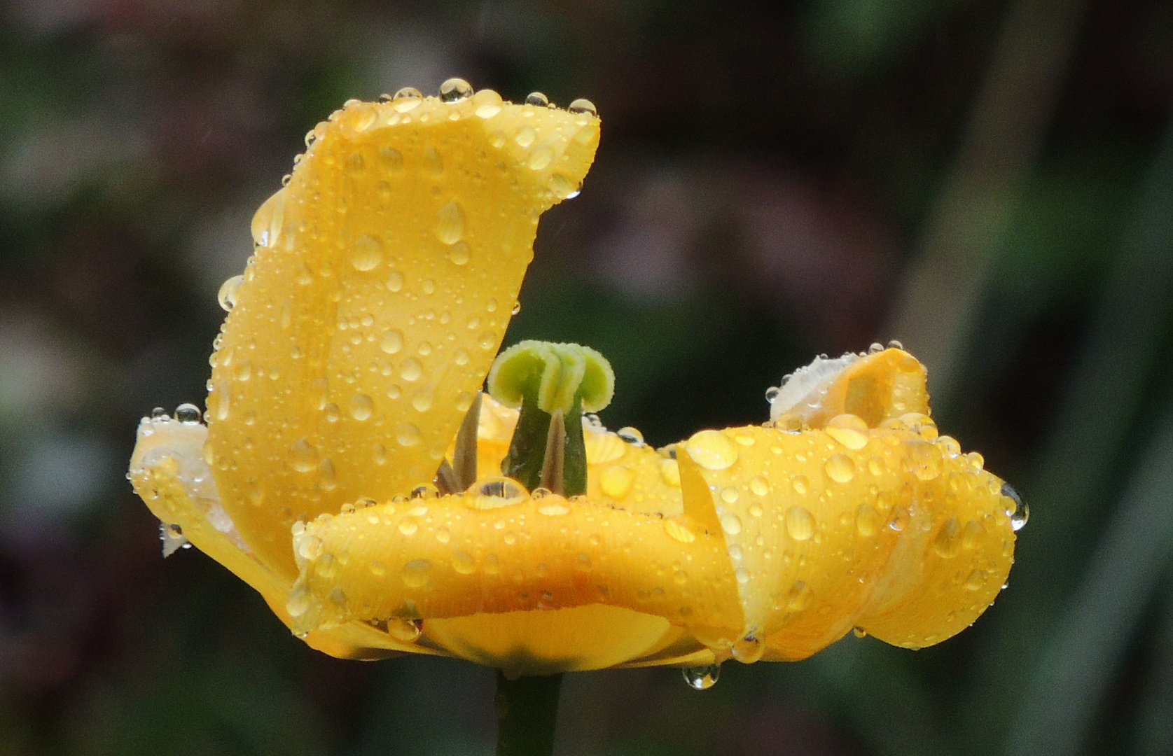 Regen hält frisch