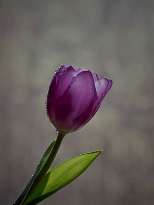 Regen hält sie frisch...