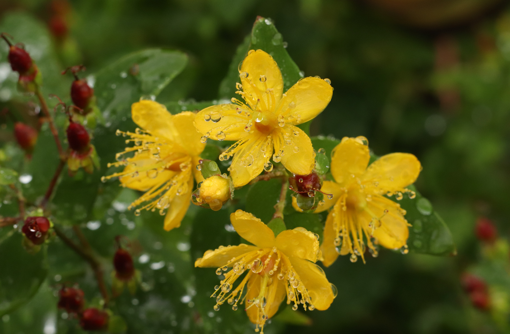 Regen hat auch seine schönen Seiten :-) 