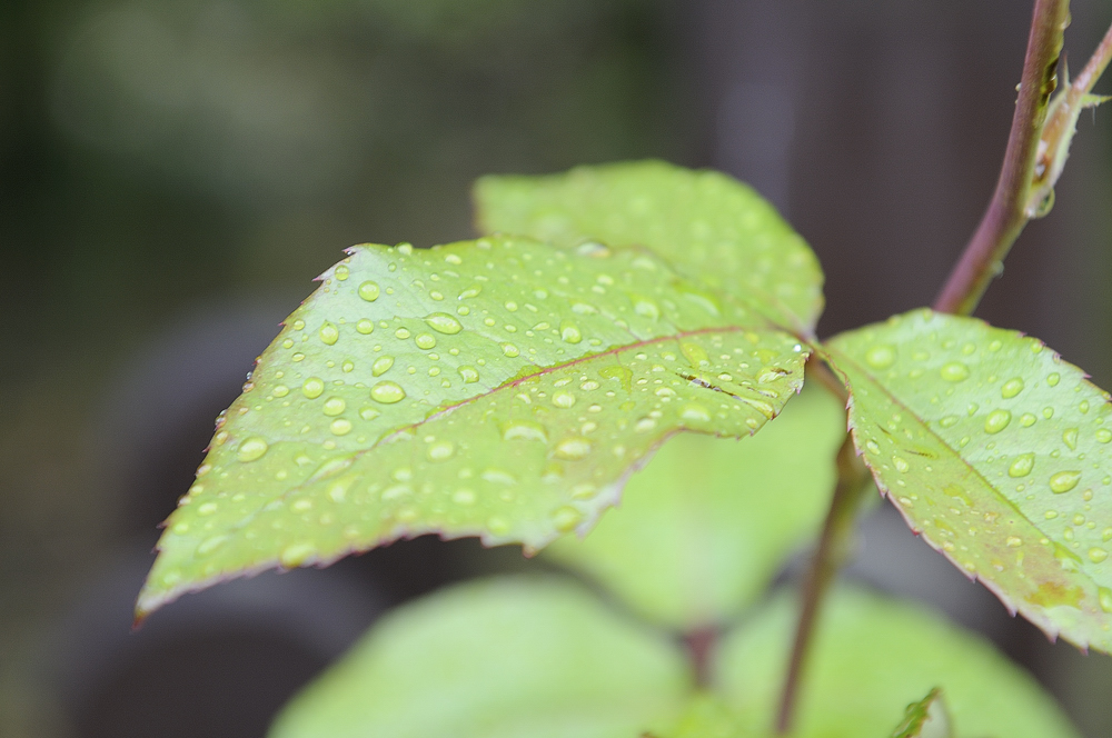 Regen hat auch was