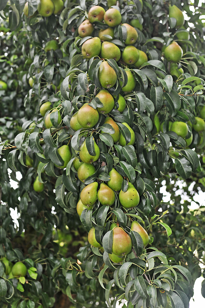 Regen hilft Foto & Bild pflanzen, pilze & flechten, bäume, obstbäume