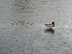 Regen - ich geh´heim!